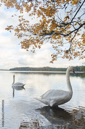 Fototapeta Naklejka Na Ścianę i Meble -  White swans swim in the lake. Kaliningrad region.