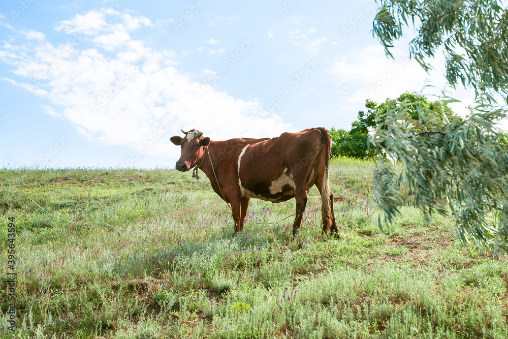 the cow grazes against the sky, cow in the summer day, green grass the cow grazes against the sky, cow in the summer day, green grass