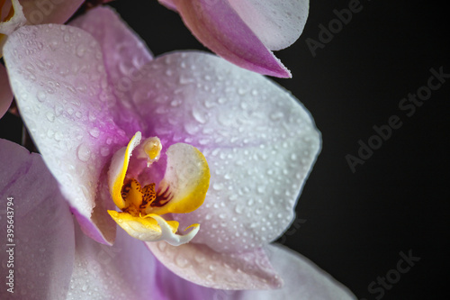 Beautiful tropical orchid flowers.Purple Orchids Vanda in the orchids Farm.isolated on a black background. Space for text