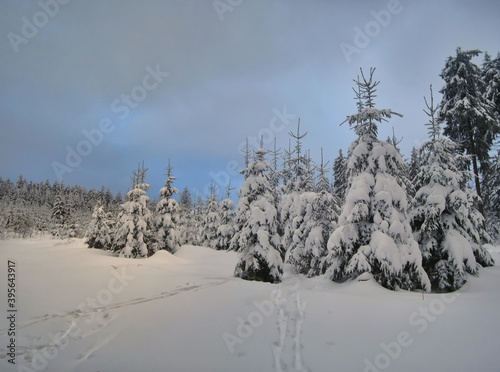 Christmas winter landscape,snowy trees,fresh powder snow,mountain forest,blue sky and clouds. .