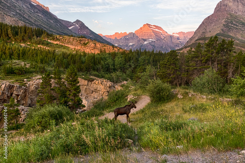 A large moose walks against the backdrop of a beautiful wooded mountain landscape. The mountains are lit by the rising sun. Glacier National park in Montana © Victoria