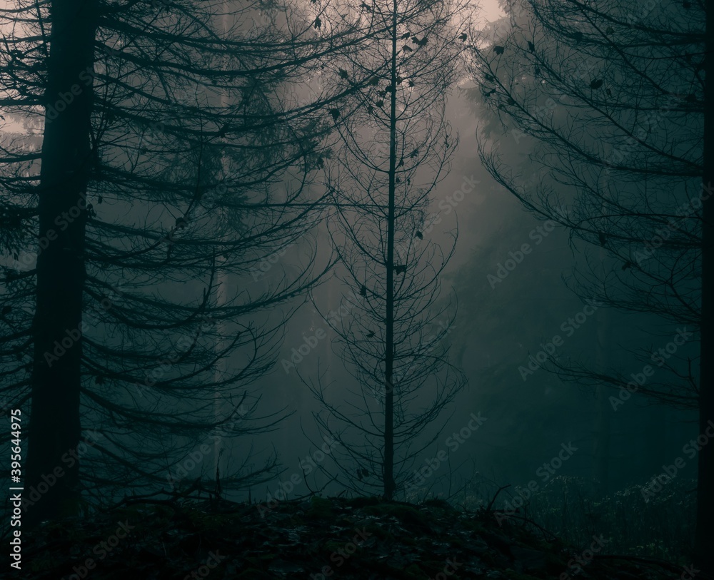 Obraz premium Creepy foggy forest with coniferous trees, fog, mist. Gloomy magical landscape at autumn/fall. Jeseniky mountains, Eastern Europe, Moravia. .