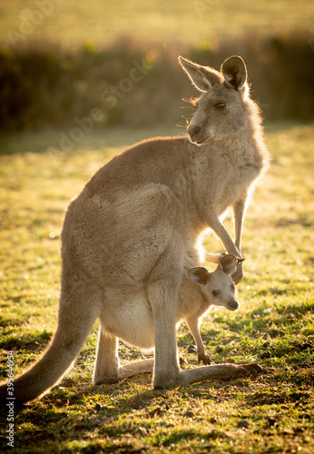 Eastern Grey Kangaroo and Joey at Dawn