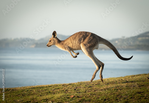 Eastern Grey Kangaroos at Dawn photo