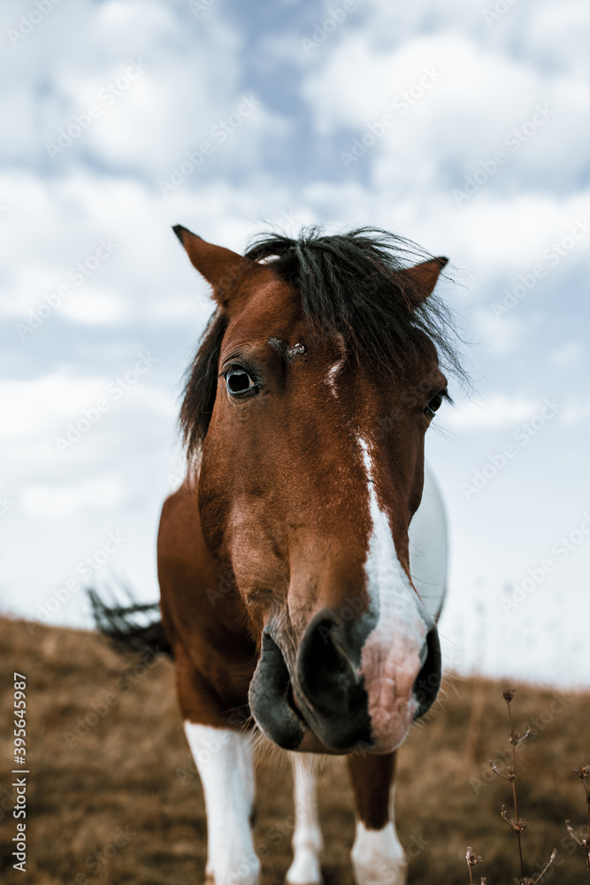 Obraz premium Horse on pasture. Portrait of young beautiful horse eating grass.