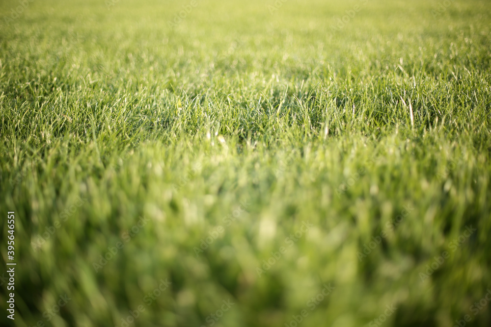 Green grass background in sunny summer day