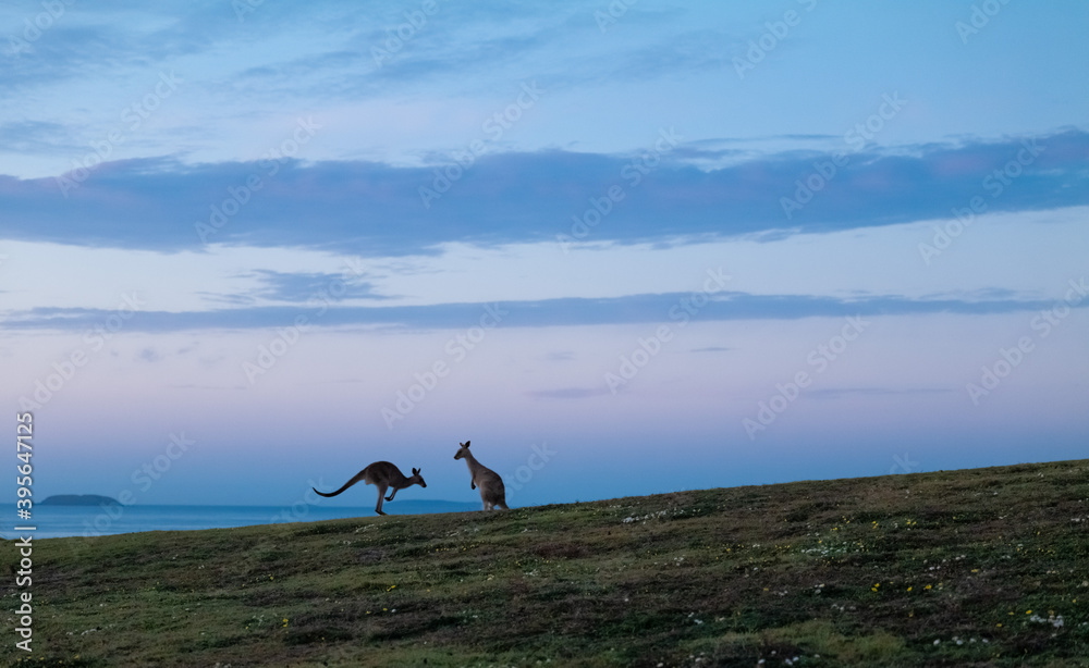 Eastern Grey Kangaroos at Dawn