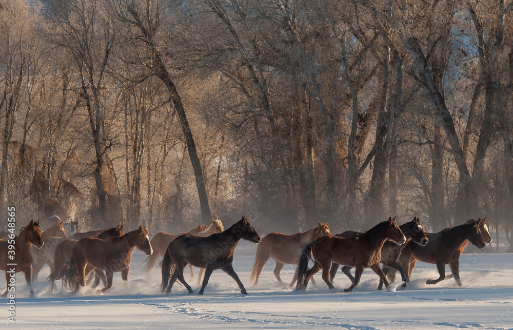 Naklejka premium Horse running in the snow on a cold winter day with hoar frost on trees on ranch in wyoming in the american west majority of herd being quarter horses some mustangs