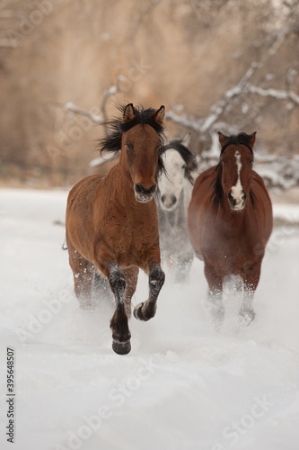 Horse running in the snow on a cold winter day with hoar frost on trees on ranch in wyoming in the american west majority of herd being quarter horses some mustangs © Shawn Hamilton CLiX 