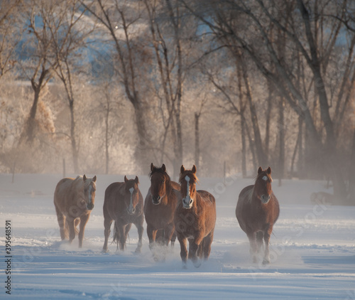 Horse running in the snow on a cold winter day with hoar frost on trees on ranch in wyoming in the american west majority of herd being quarter horses some mustangs photo