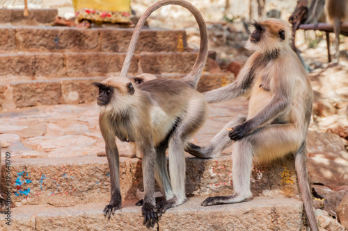 Langur monkeys with a biscuit at Girnar Hill, Gujarat state, India