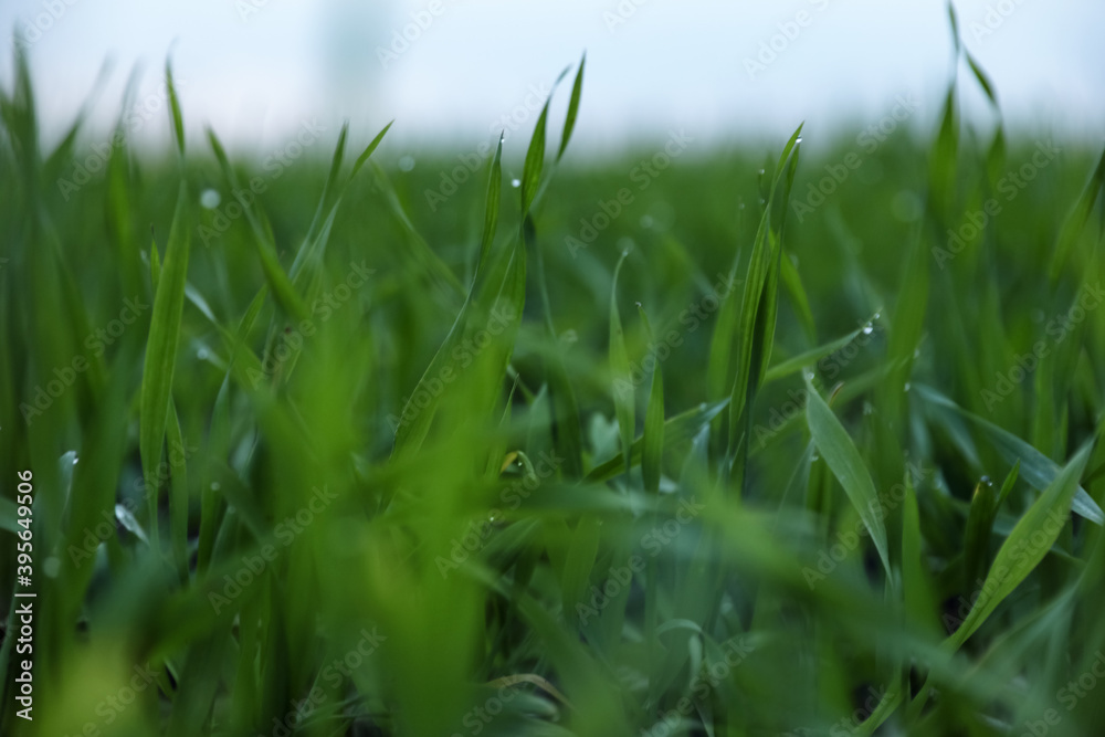 Beautiful view of fresh green grass outdoors, closeup Beautiful view of fresh green grass outdoors, closeup