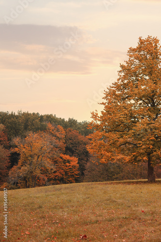 Beautiful view of meadow in autumn forest