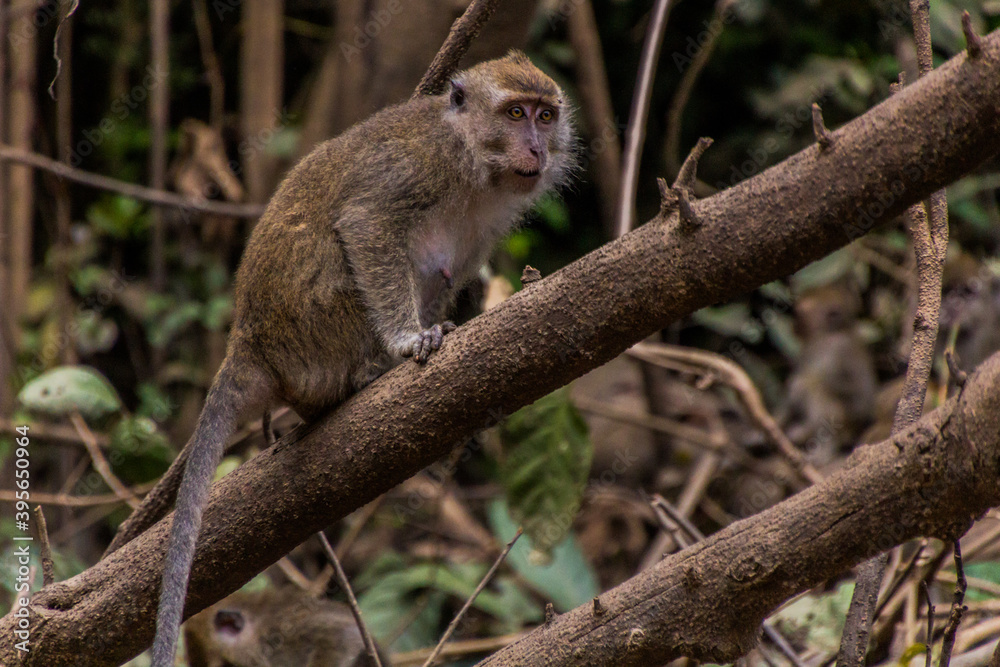 Macaque near Kinabatangan river, Sabah, Malaysia Macaque near Kinabatangan river, Sabah, Malaysia