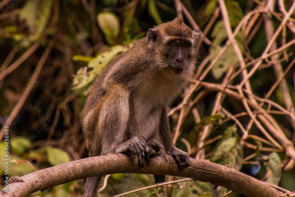 Macaque near Kinabatangan river, Sabah, Malaysia Macaque near Kinabatangan river, Sabah, Malaysia