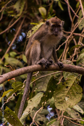 Macaque near Kinabatangan river, Sabah, Malaysia