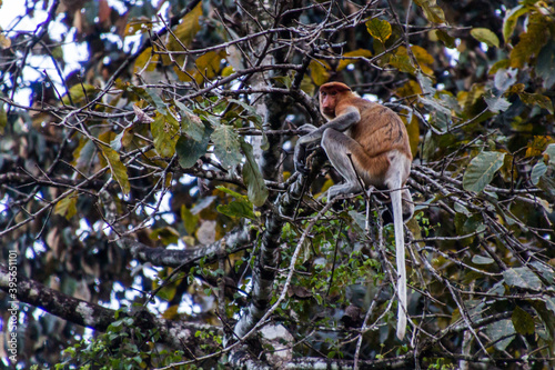 Proboscis monkey (Nasalis larvatus) near Kinabatangan river, Sabah, Malaysia