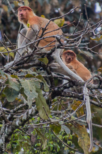 Proboscis monkey (Nasalis larvatus) near Kinabatangan river, Borneo, Malaysia