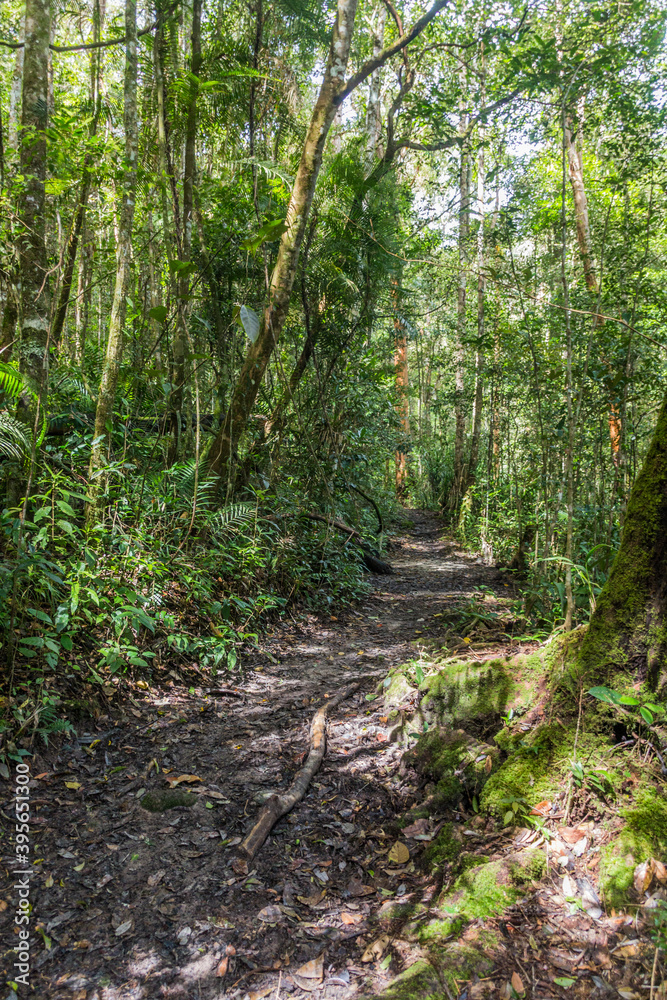 Hiking trail in a forest of Kinabalu Park, Sabah, Malaysia Hiking trail in a forest of Kinabalu Park, Sabah, Malaysia