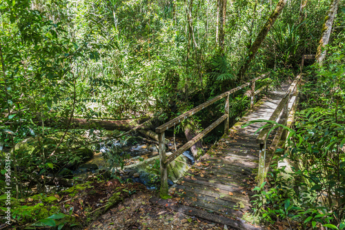 Wooden bridge in a forest of Kinabalu Park  Sabah  Malaysia