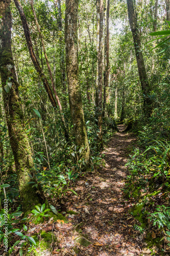 Hiking trail in a forest of Kinabalu Park  Sabah  Malaysia
