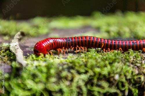 Trachelomegalus millipede in Niah National Park, Malaysia photo