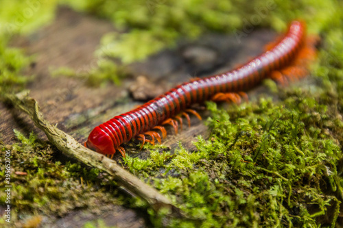 Trachelomegalus millipede in Niah National Park, Malaysia photo