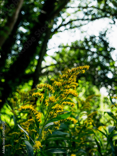 fern leaves