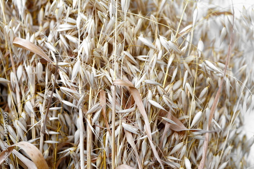 Bunch of golden wheats. Wheat ears . Bouquet of dried wheat. Agriculture concept, food background.