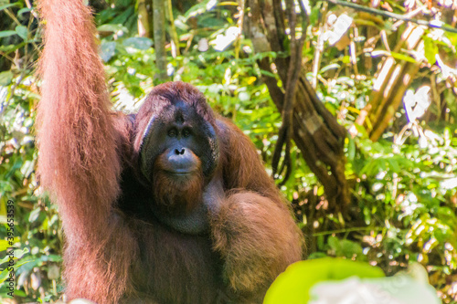 Bornean orangutan (Pongo pygmaeus) in Semenggoh Wildlife Rehabilitation Centre, Borneo island, Malaysia © Matyas Rehak