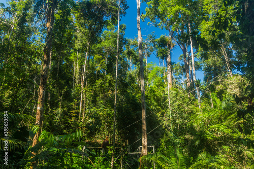 Forest and ornagutan feeding place in Semenggoh Nature Reserve, Borneo island, Malaysia photo