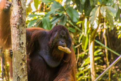 Bornean orangutan (Pongo pygmaeus) in Semenggoh Nature Reserve, Borneo island, Malaysia