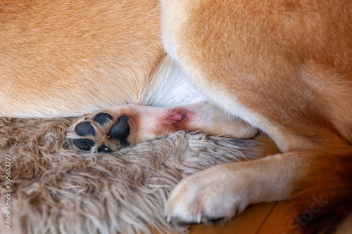 A St. Bernard Husky cross has a painful hot spot on their back paw, and has licked it until it's red, bleeding and raw. They have also pulled out the fur around the area to help it heal.