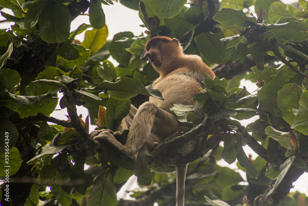 Fototapeta premium Proboscis monkey (Nasalis larvatus) on a tree in Bako national park on Borneo island, Malaysia