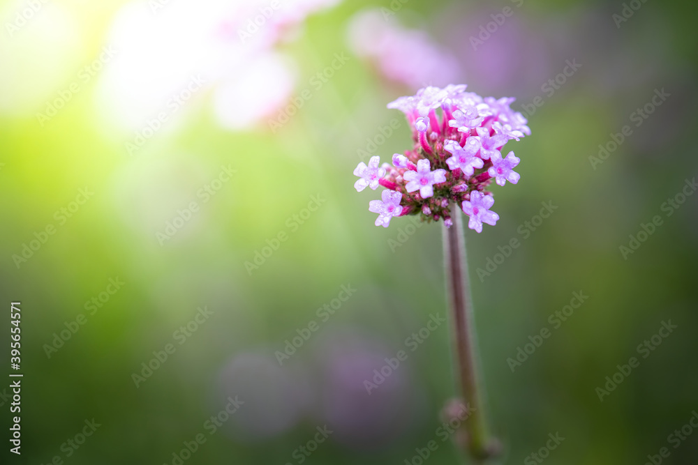 Fototapeta premium The background image of the colorful flowers