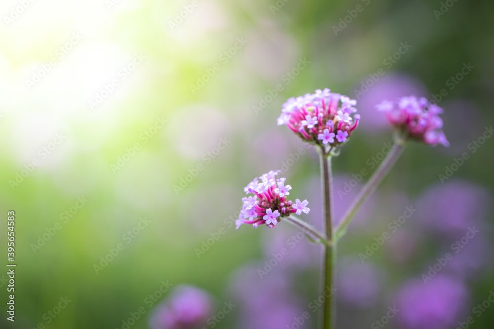 Obraz premium The background image of the colorful flowers