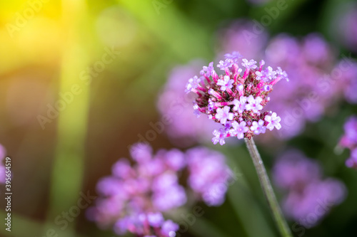 The background image of the colorful flowers