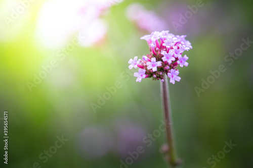 The background image of the colorful flowers