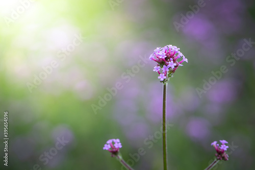 The background image of the colorful flowers