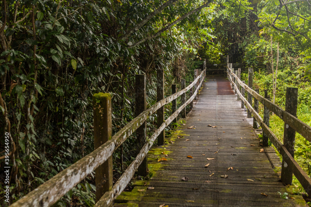 Wooden boardwalk in a forest in Sepilok, Sabah, Malaysia
