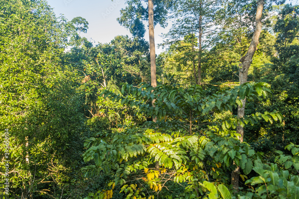 Fototapeta premium Canopy of a rain forest in Sepilok, Sabah, Malaysia