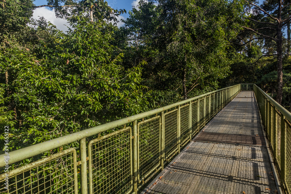 Canopy observation bridge in Rainforest Discovery Centre in Sepilok, Sabah, Malaysia