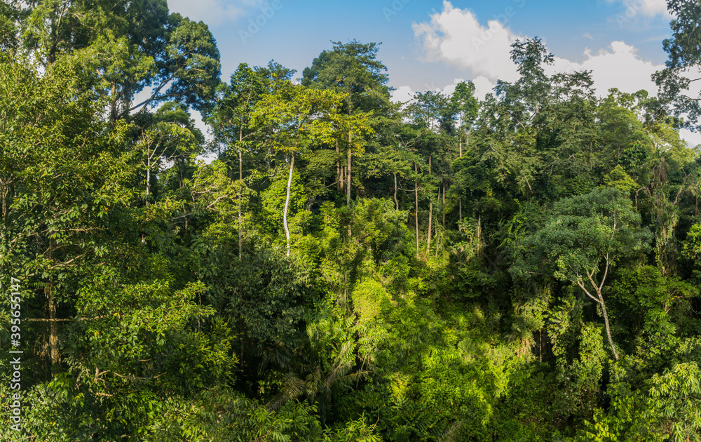 Canopy of a rainforest in Sepilok, Sabah, Malaysia