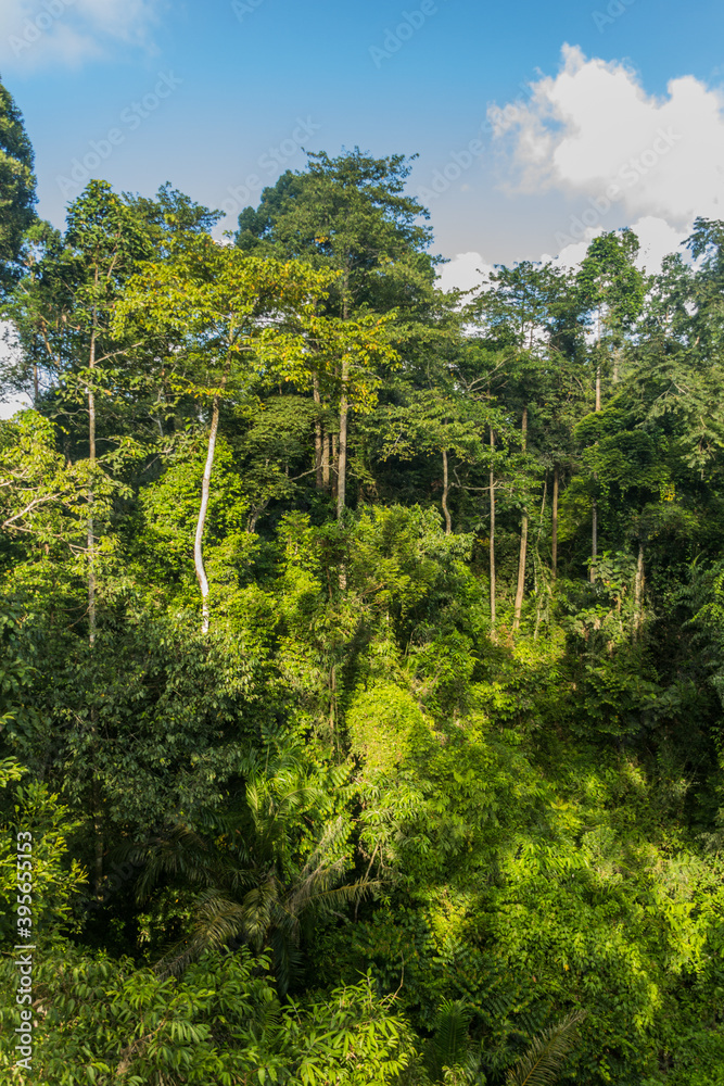 Canopy of a rainforest in Sepilok, Sabah, Malaysia Canopy of a rainforest in Sepilok, Sabah, Malaysia