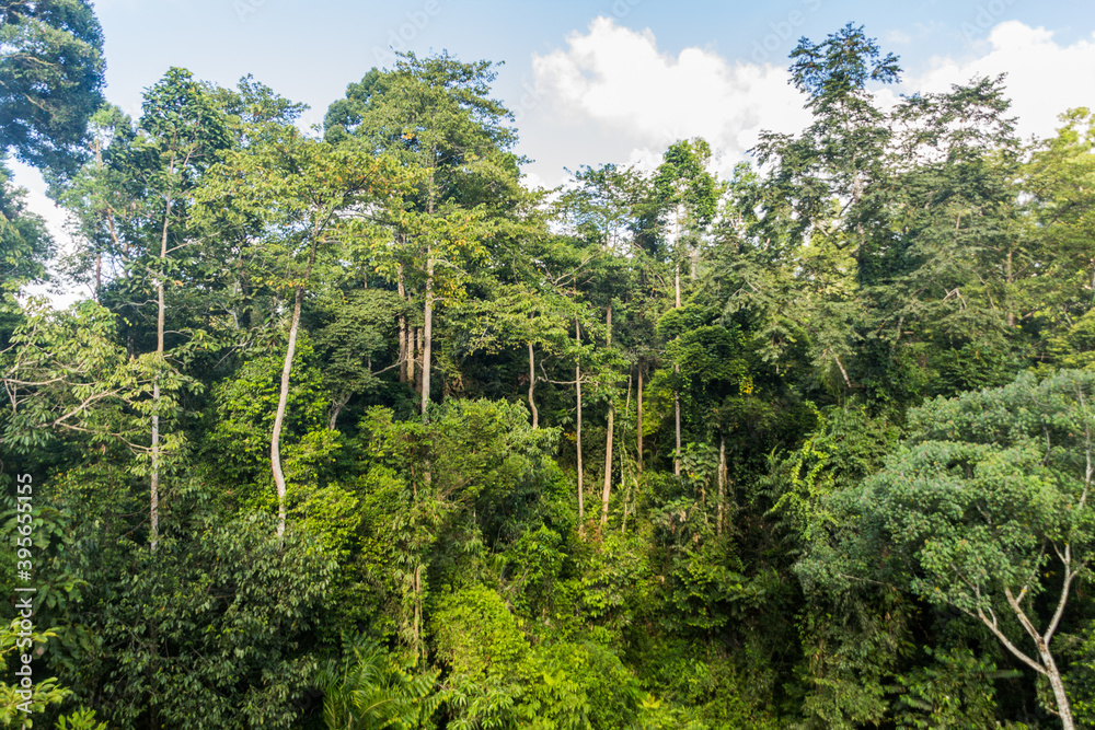 Canopy of a rainforest in Sepilok, Sabah, Malaysia Canopy of a rainforest in Sepilok, Sabah, Malaysia