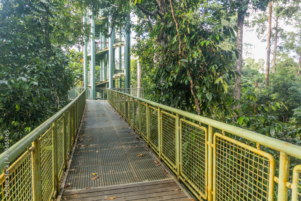Obraz premium Canopy observation tower in Rainforest Discovery Centre in Sepilok, Sabah, Malaysia
