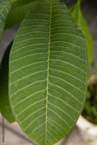 detailed vascular leaf close up view