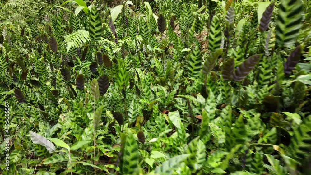 So Many Wild Aglaonema Family Grows Naturally in Tropical Forest So Many Wild Aglaonema Family Grows Naturally in Tropical Forest