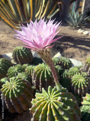 Beautiful flowering Echinopsis Eyriesii (lat.- Echinopsis Eyriesii)