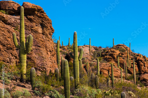 Saguaro Cactus (Carnegiea gigantea) Forest On Rock Outcroppings In Tucson Mountain Park, Tucson, Arizona, USA